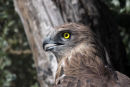 09-3801 Short Toed Eagle Circaetus gallicus Camargue France